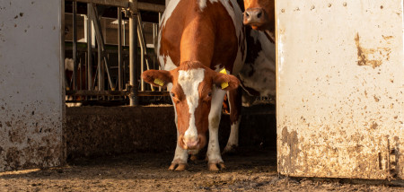 koeien weidegang koeienstal mest
