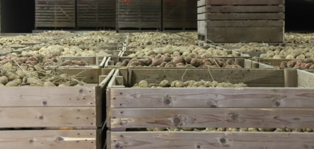 stockage de caisses de pommes de terre stockage de pommes de terre Agrifoto ware pommes de terre