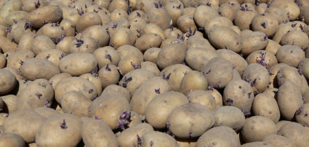 aardappelen pootgoed pootaardappel agria