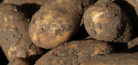 Pommes de terre Pommes de terre de consommation innovatrices
