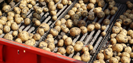 aardappelen aardappeloogst rooien Agrifoto