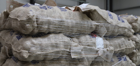 sacs d'exportation de semences de pomme de terre