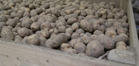 aardappelen kisten pootaardappel Avarna Zetmeel