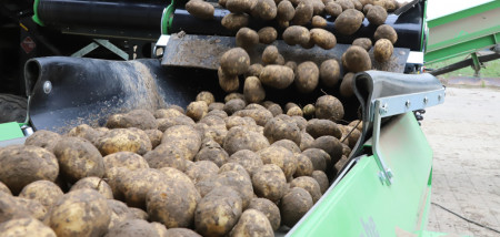 aardappelen aardappeloogst Agrifoto consumptieaardappelen