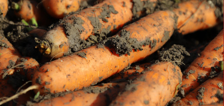 carottes carottes Agrifoto