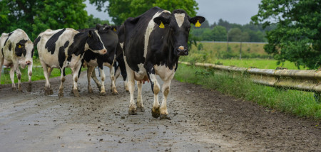 Ierse melkproductie maakt enorme groeispurt