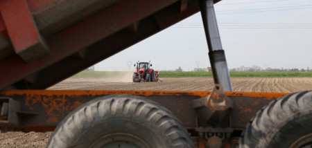 aardappelen aardappelen poten