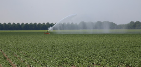 aardappelen aardappelperceel droogte beregening