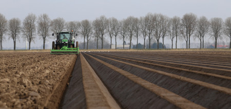 peen peenareaal zaaien vroege peen