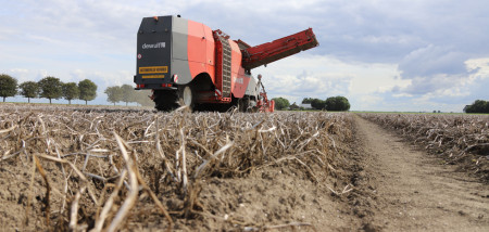 aardappelen aardappeloogst rooien oogsten aardappelrooier