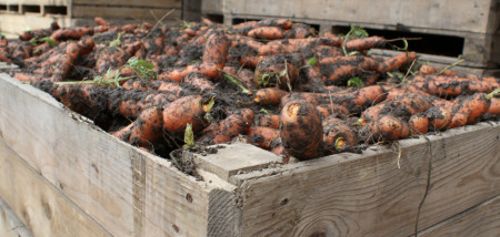 kisten peen peenoogst