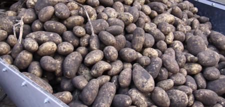 aardappelen aardappeloogst oogsten Agrifoto consumptieaardappelen