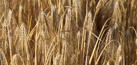 gerst wintergerst hybride