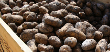 aardappelen markies