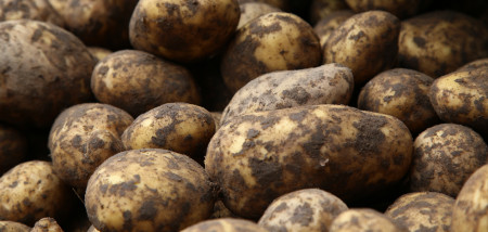 aardappelen agria