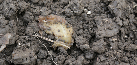 aardappelen moederknol rot