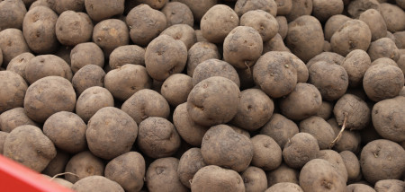 aardappelen Zetmeel zetmeelpootgoed zetmeelaardappelen