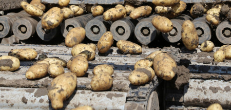 aardappelen aardappeloogst oogsten