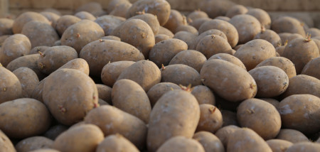 pommes de terre de semence de pomme de terre arizona