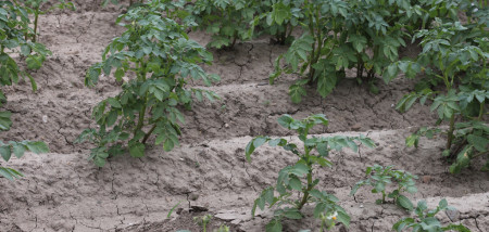 aardappelen Agrifoto waterschade schade