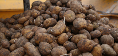 aardappelen poten pootaardappel