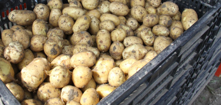 aardappelen DorÃ© primeuraardappelen Tholen Alvatho