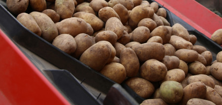 aardappelen pootaardappel