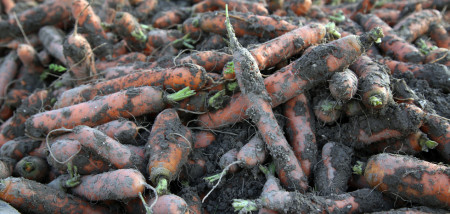 peen peenoogst oogsten