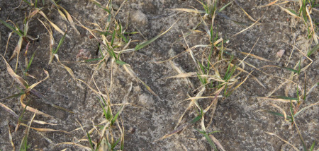 vorstschade tarwe - agri