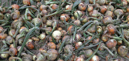 uien plantuien tweedejaars plantuien