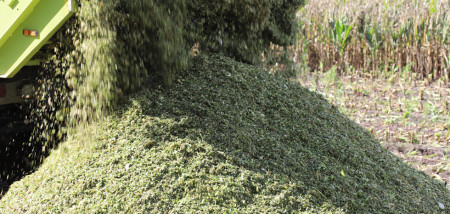 mais hakselen snijmais