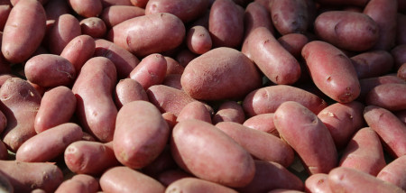aardappelen Uitgangsmateriaal miniknollen