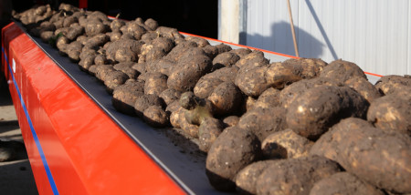 pommes de terre Agrifoto Innovator