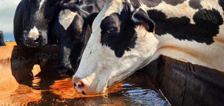 melkveebedrijf koeien sloot
