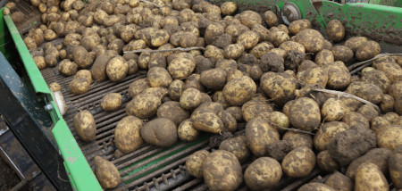 aardappelen Agrifoto agria