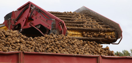 aardappelen aardappeloogst Agrifoto