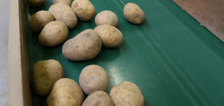 aardappelen Agrifoto