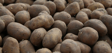 aardappelen Agrifoto