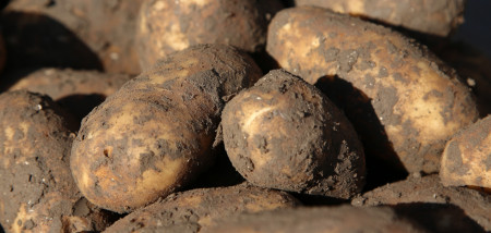 aardappelen Agrifoto Innovator
