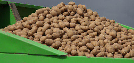 aardappelen pootgoed Agrifoto