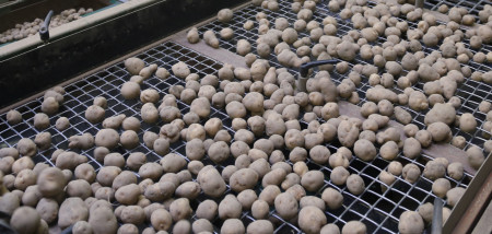 aardappelen pootgoed sorteren