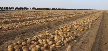 aardappelen pootgoed Agrifoto