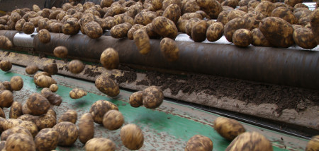 aardappelen agria