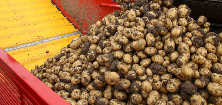 aardappelen aardappeloogst