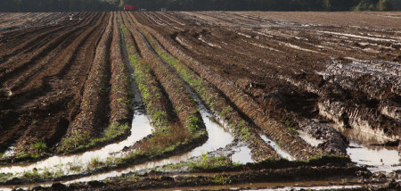 aardappelen waterschade