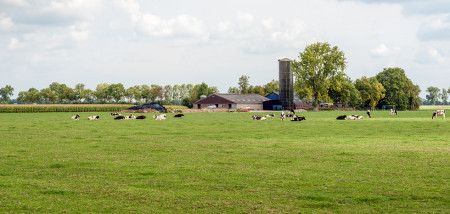 melkveebedrijf koeien weidegang