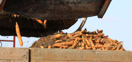 carotte récolte de carottes Agrifoto
