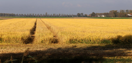 gerst Glyfosaat Roundup groenbemester