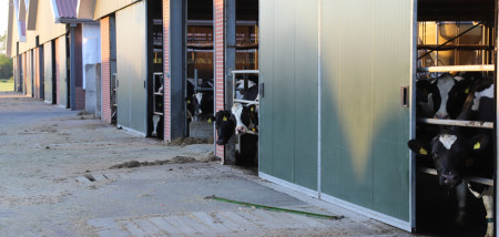 melkveebedrijf koeien Agrifoto