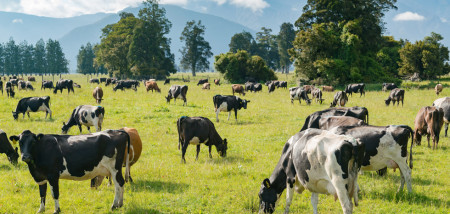 koeien Nieuw-Zeeland